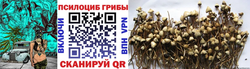 Псилоцибиновые грибы Psilocybine cubensis  Покровск 